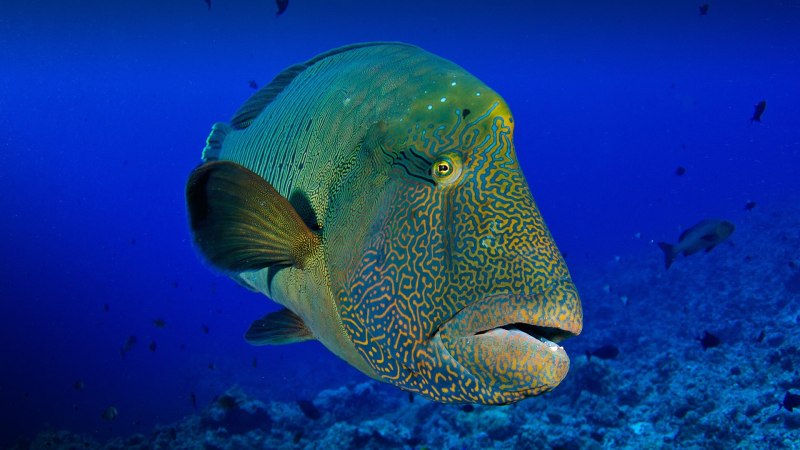 Humphead Wrasse