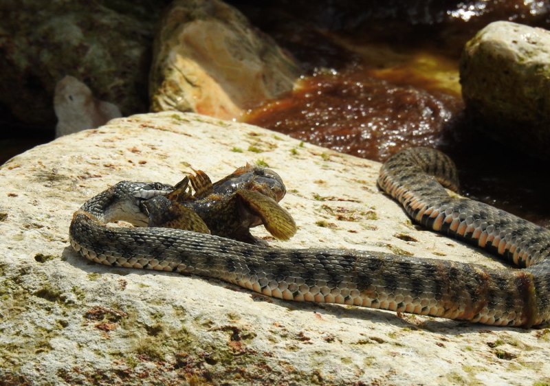 Водяной уж (Natrix tessellata)