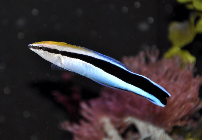 Губан доктор обыкновенный Labroides dimidiatus