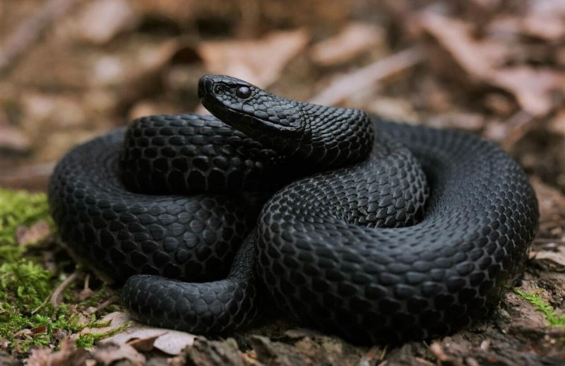 Гадюка Никольского (Vipera nikolskii)