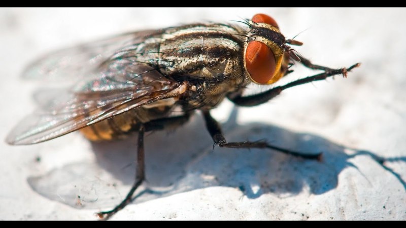Musca domestica комнатная Муха