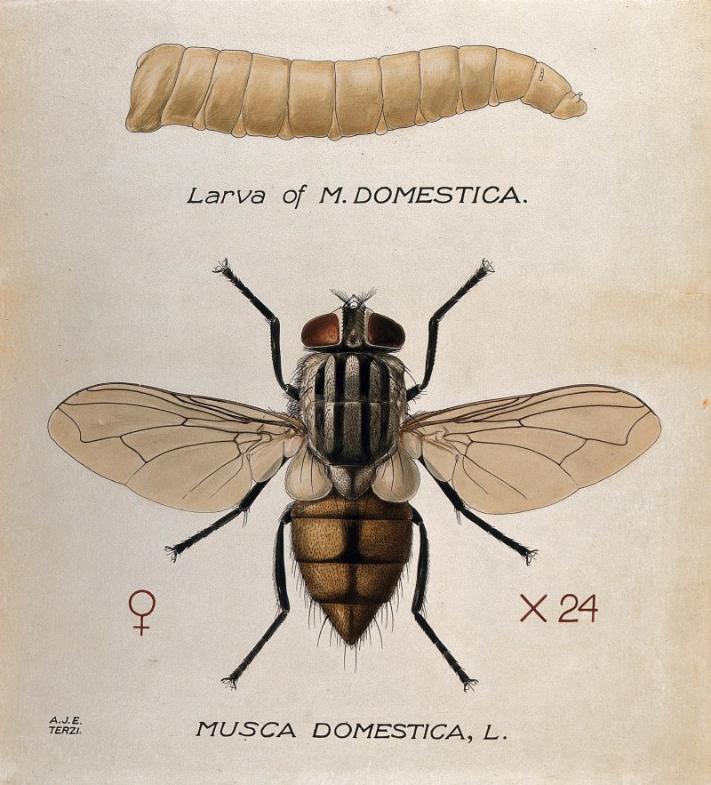 Musca domestica комнатная Муха