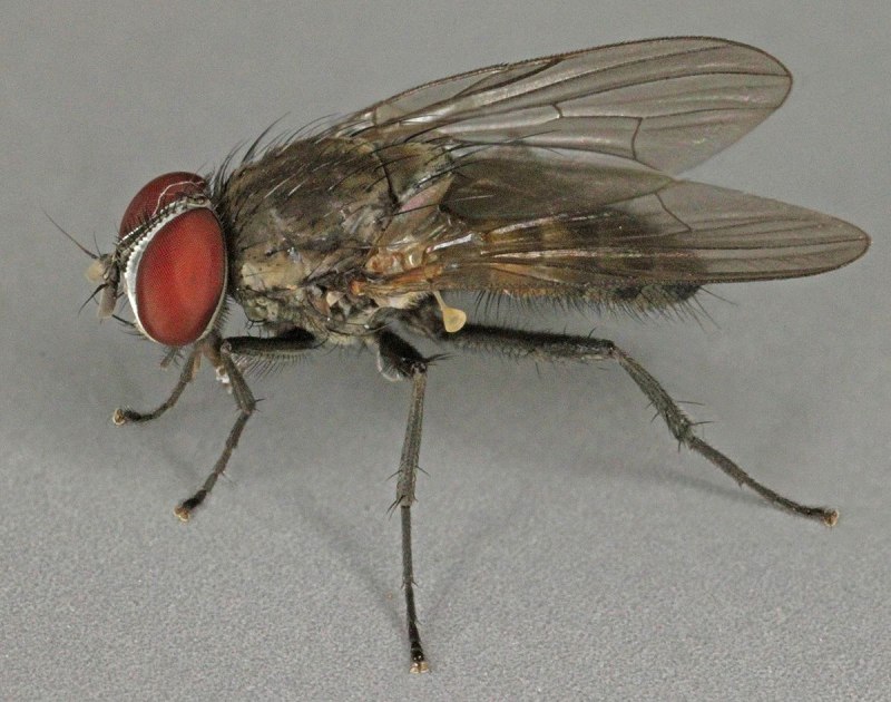 Малая комнатная Муха Fannia canicularis