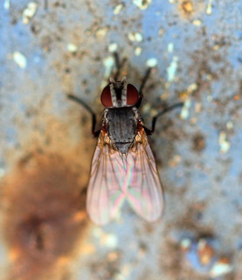 Fannia canicularis