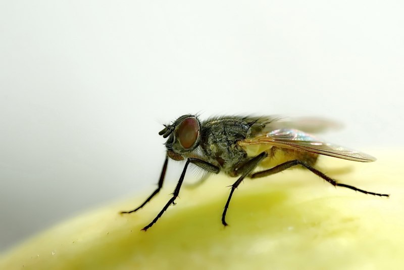Musca domestica комнатная Муха
