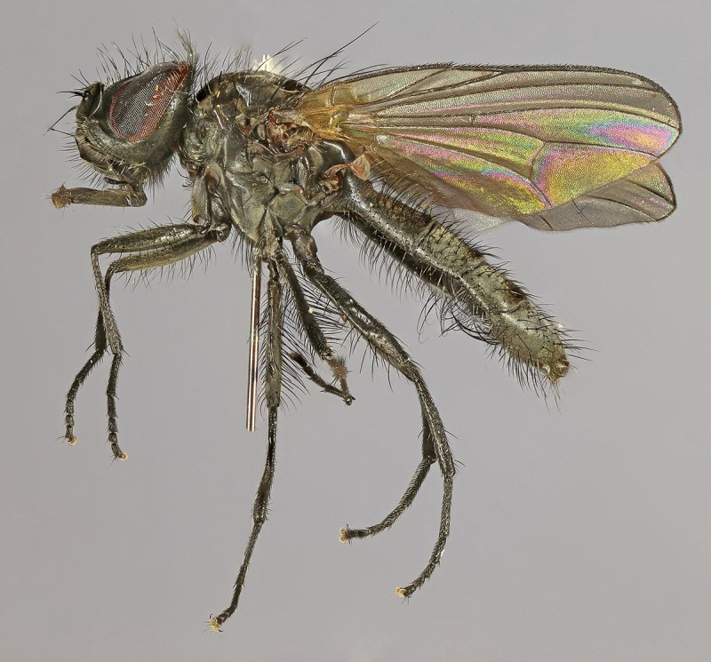 Малая комнатная Муха Fannia canicularis