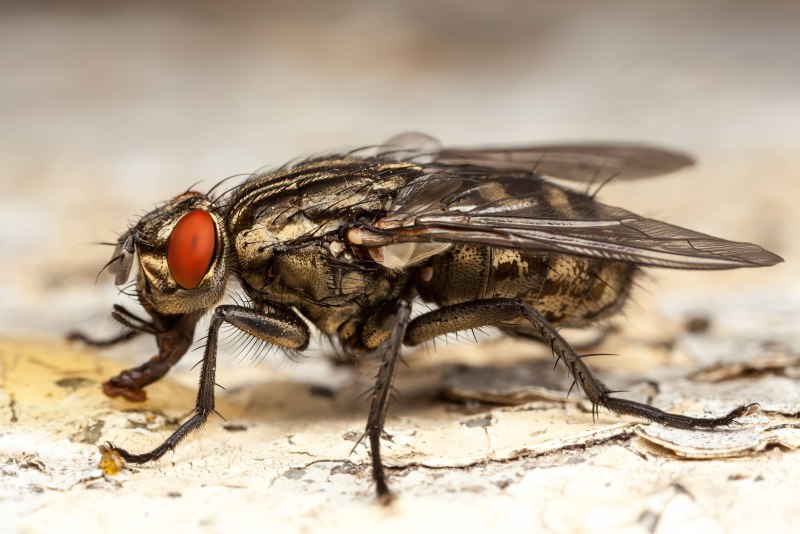 Слепень бычий Tabanus bovinus