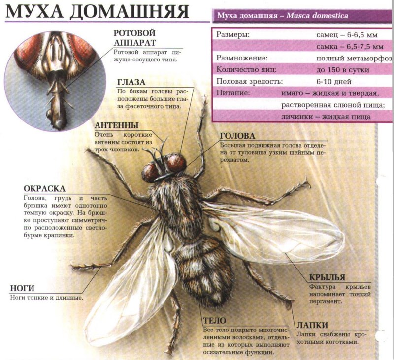 Муха осенняя жигалка жизненный цикл