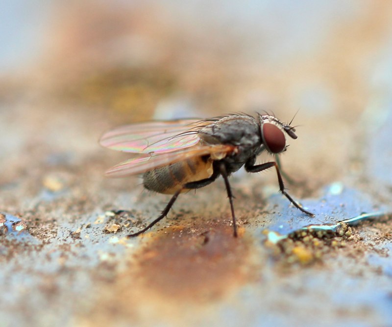 Fannia canicularis