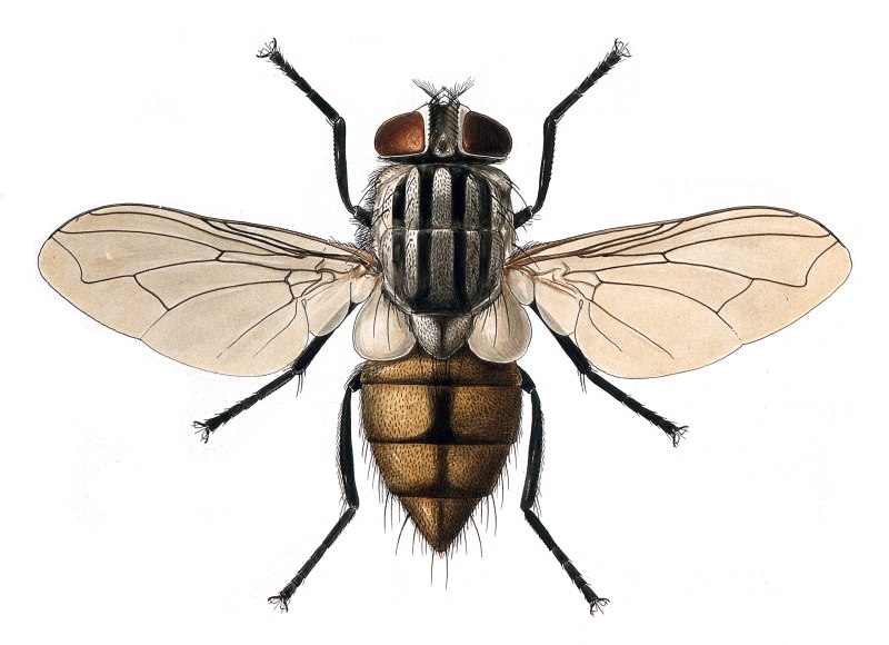 Musca domestica комнатная Муха