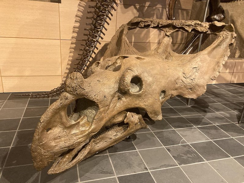 Vagaceratops ВАГАЦЕРАТОПС