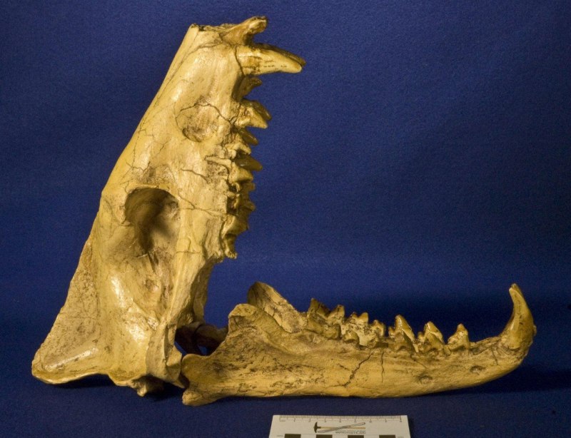 Hyaenodon horridus