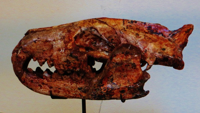 Dissopsalis Carnifex