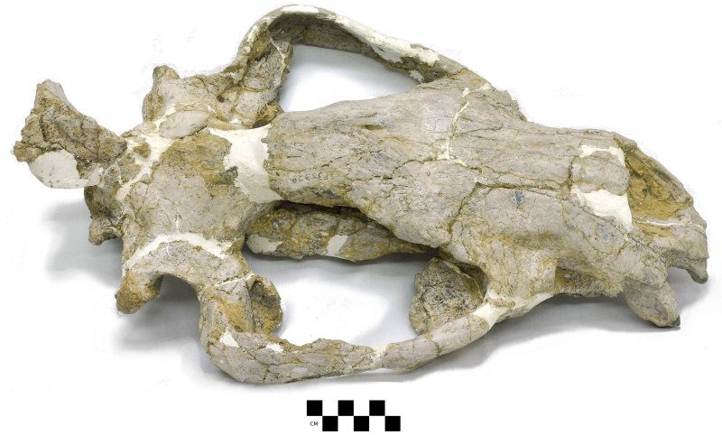 Hemipsalodon Grandis