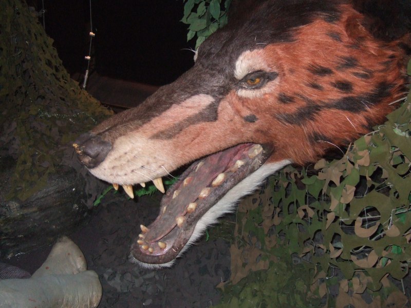 Andrewsarchus mongoliensis