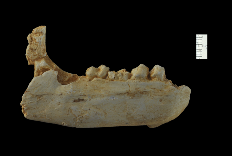 Hemipsalodon Grandis
