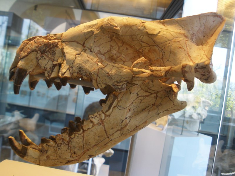 Hyaenodon horridus