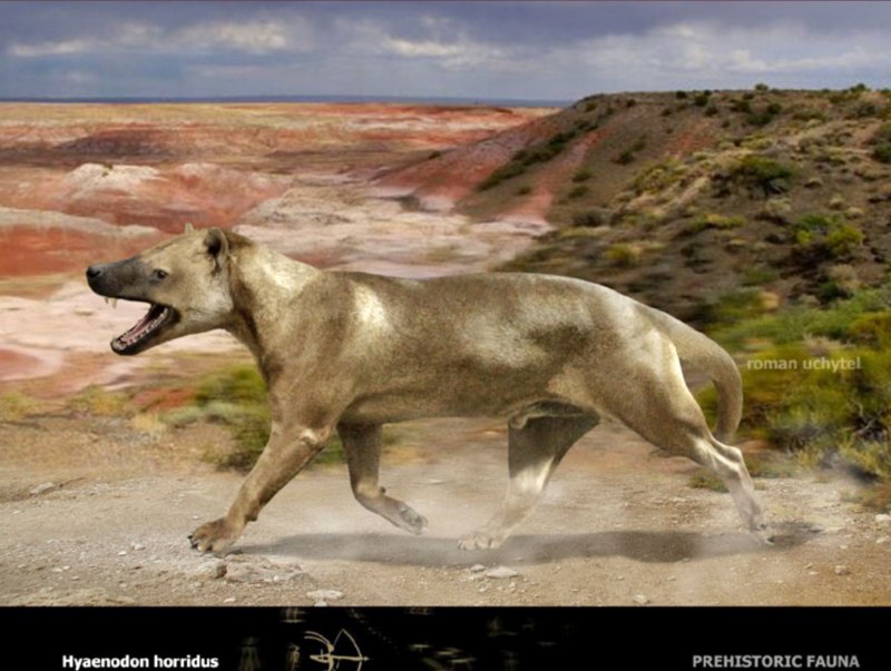 Hyaenodon horridus