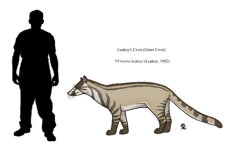 Viverra leakeyi