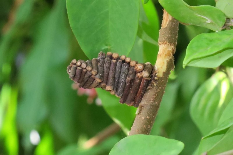 Гусеницы Bagworm Moth