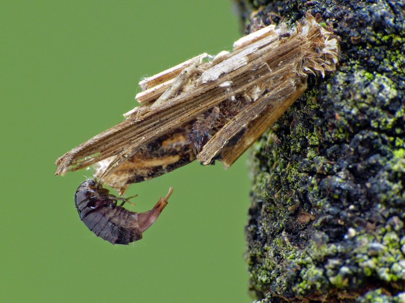 Amicta oberthuri