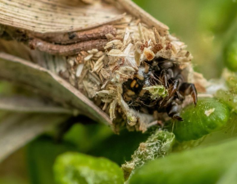 Bagworm Moth бабочка