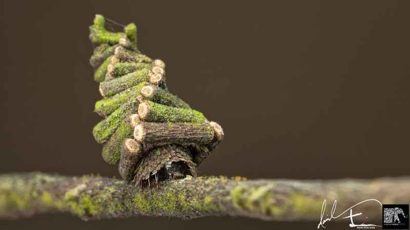Гусеницы Bagworm Moth