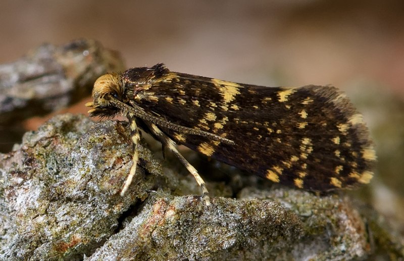 Incurvariidae Lampronia