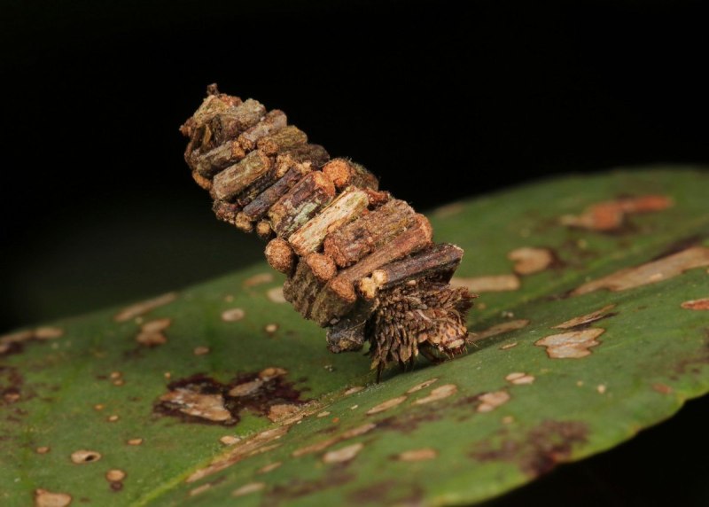 Гусеница Bagworm