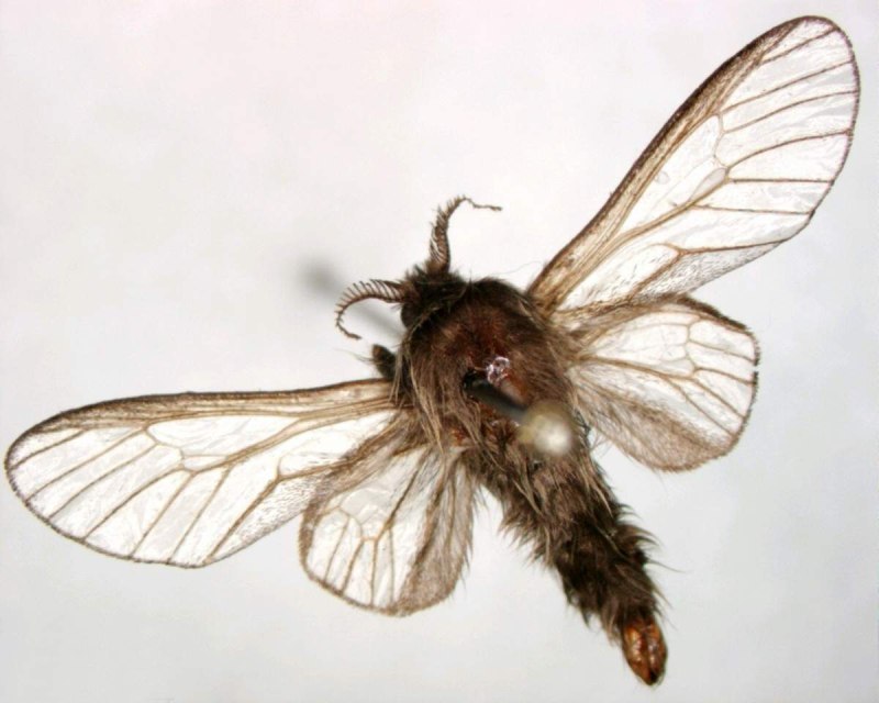 Bagworm Moth бабочка