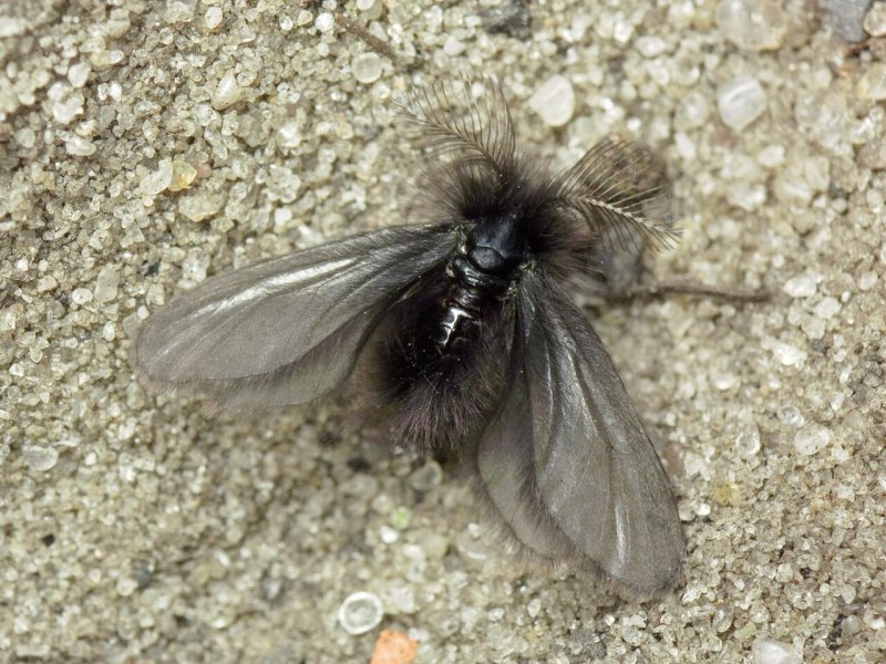 Psychidae мешочницы
