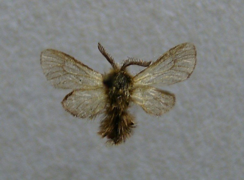 Pachythelia villosella