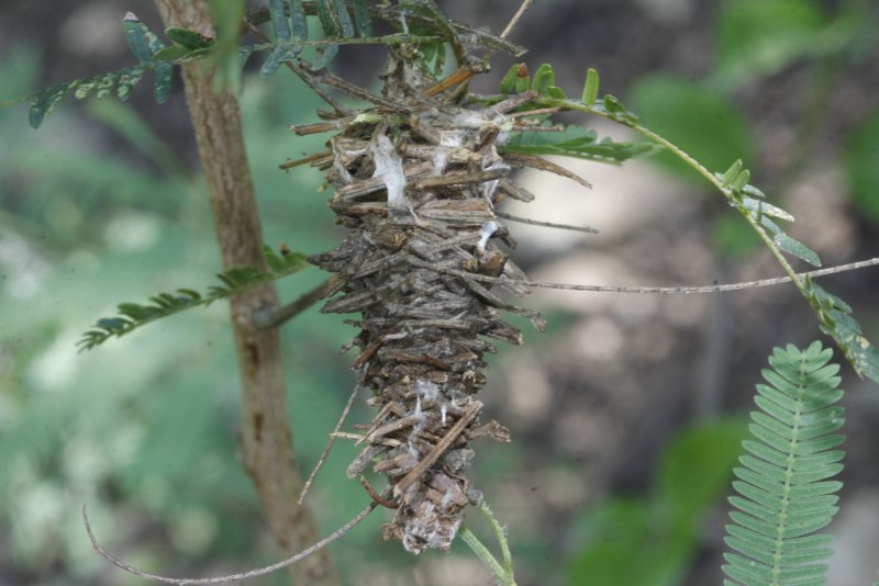 Abbot's Bagworm Moth Oiketicus abbotii