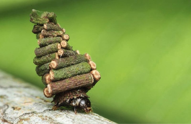 Гусеницы Bagworm Moth