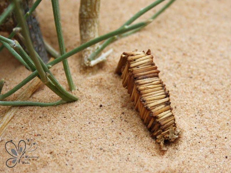Гусеница Bagworm