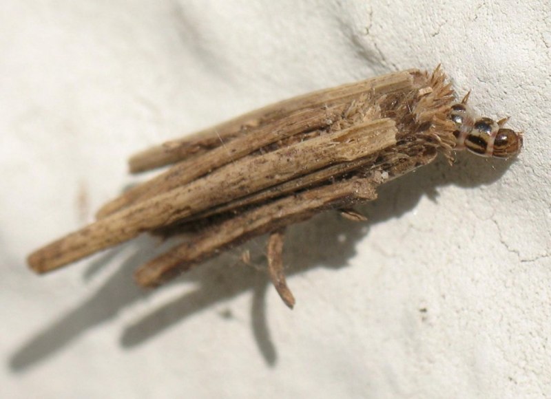 Psychidae мешочницы