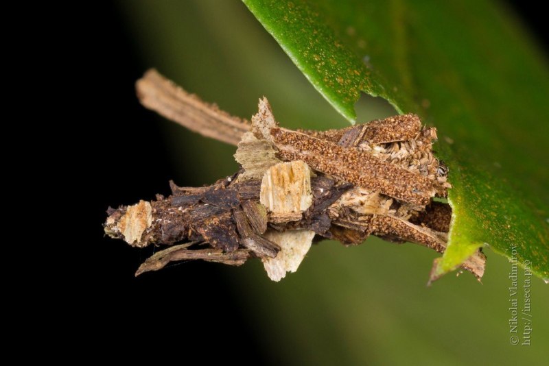 Psychidae мешочницы
