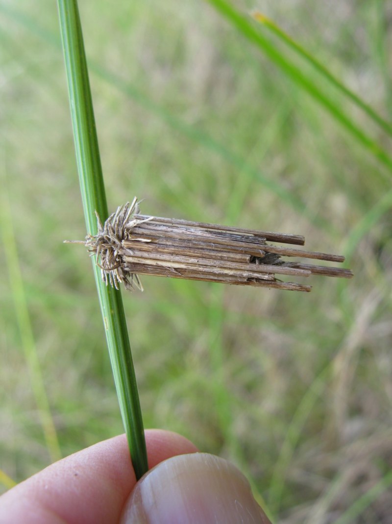 Psychidae мешочницы