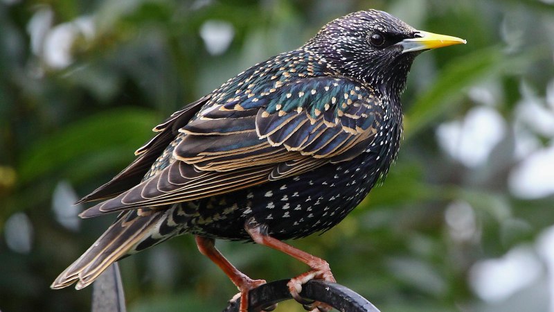 Обыкновенный скворец (Sturnus vulgaris)