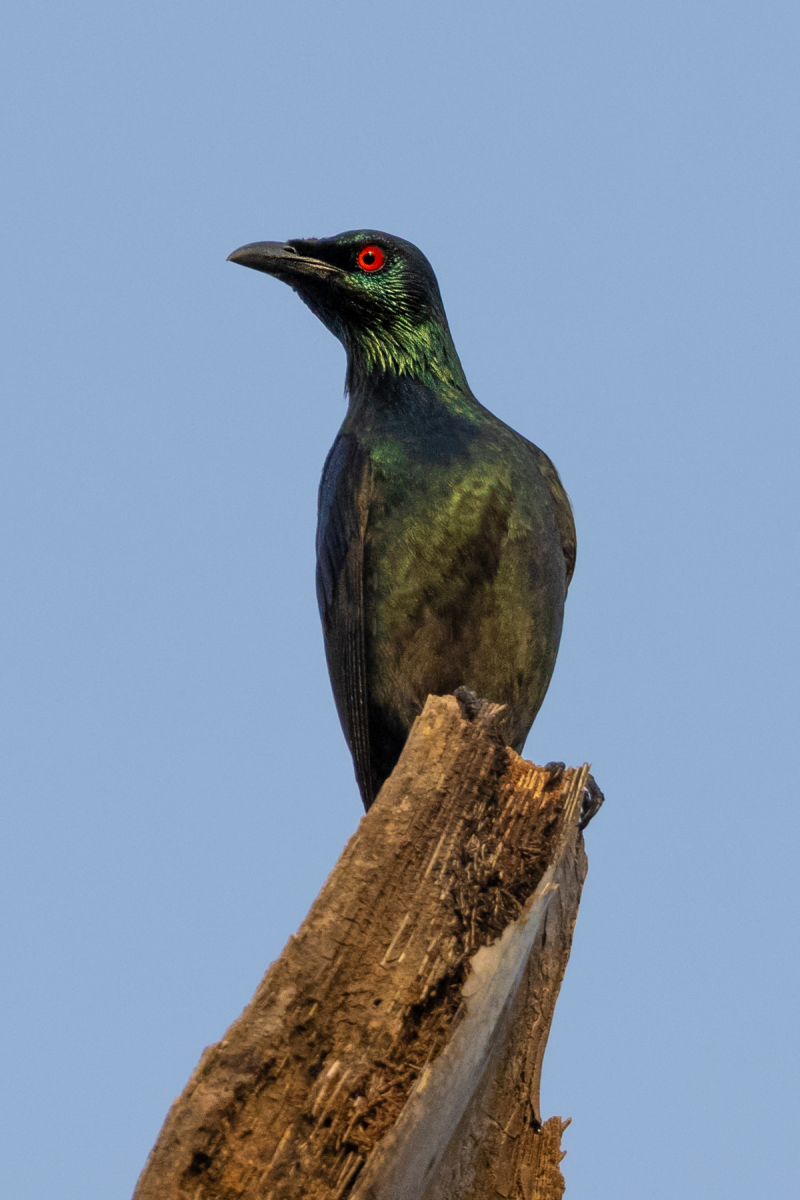 Daurian Starling