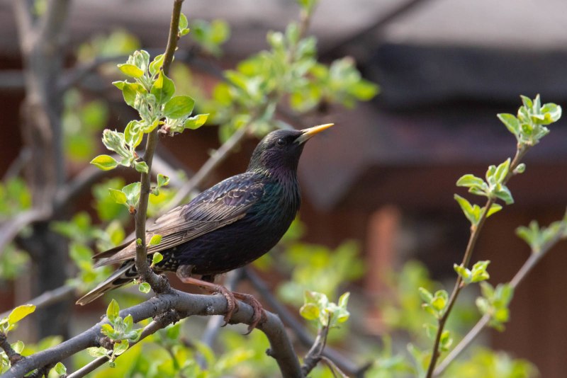 Скворец обыкновенный ‒ Sturnus vulgaris (l., 1758)