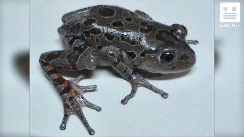 Красноногая Кассина