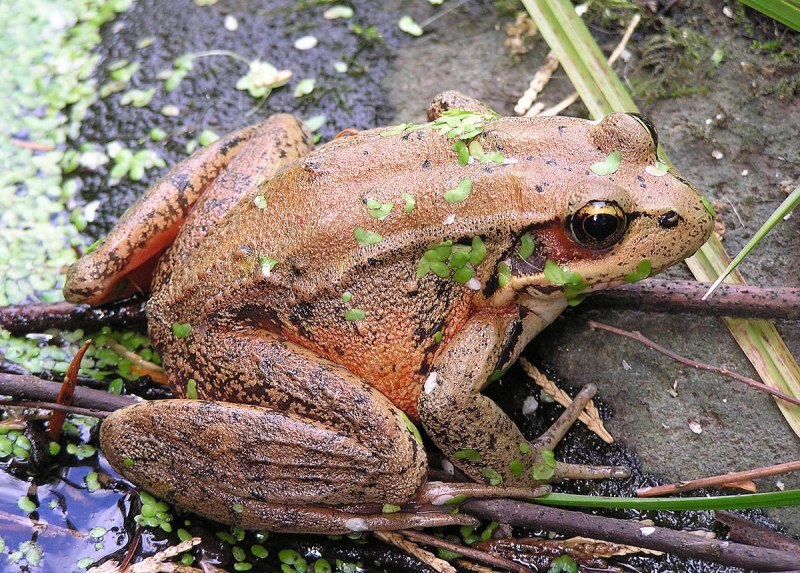 Лягушка Дальневосточная Rana chensinensis.