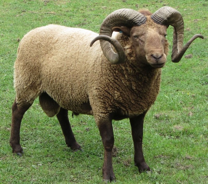 Manx Loaghtan Sheep