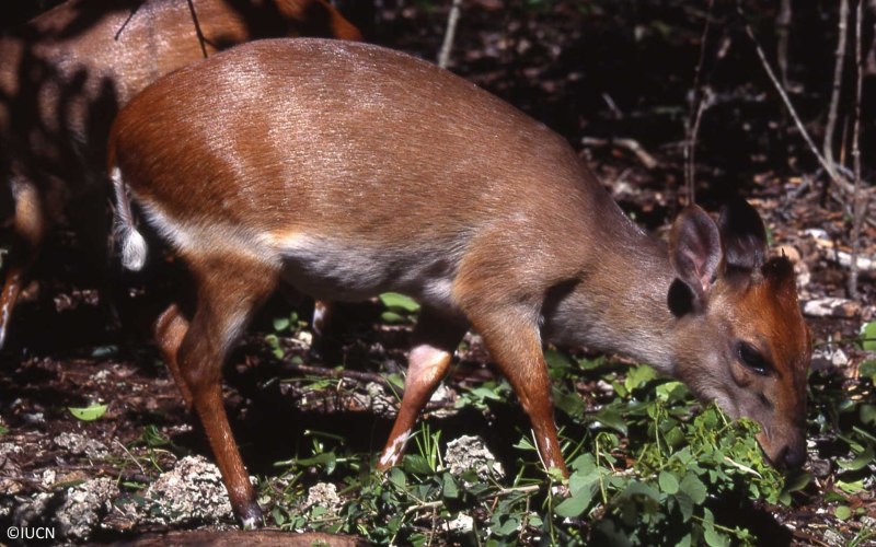 Cephalophus rufilatus
