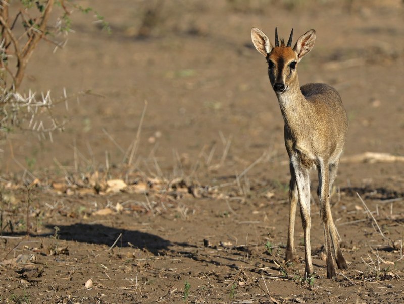 Sylvicapra Grimmia
