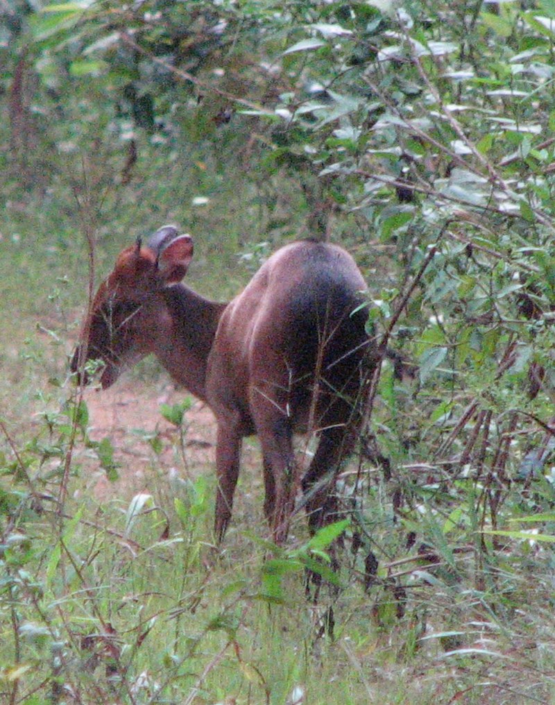 Cephalophus callipygus