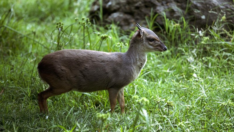 Philantomba monticola