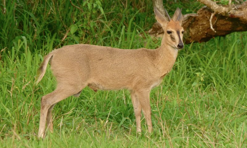 Sylvicapra Grimmia