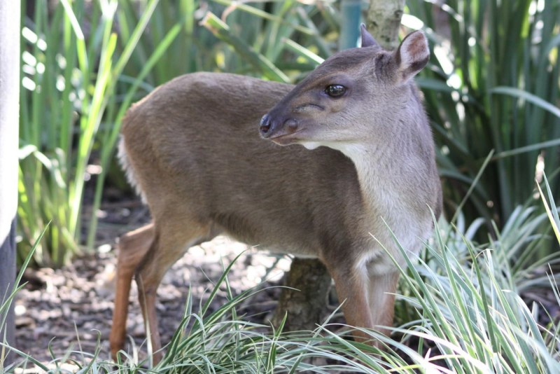 Philantomba monticola